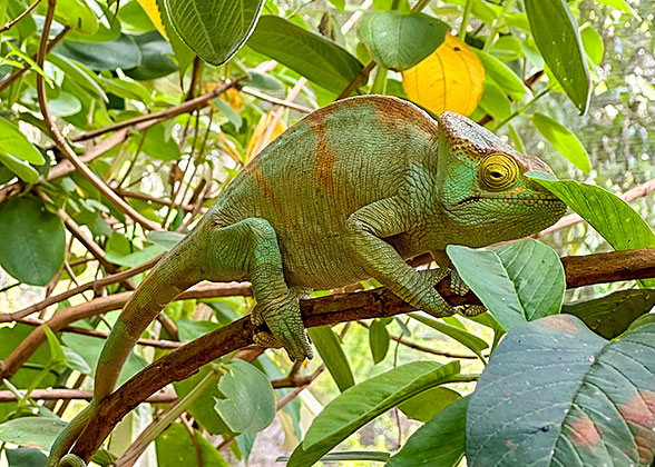 The Chameleon