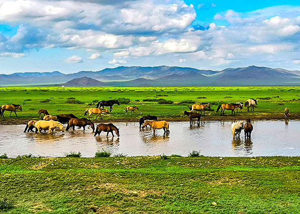 Mongolian Grassland